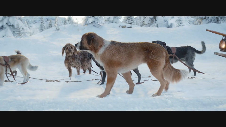 雪橇犬电影巴克图片