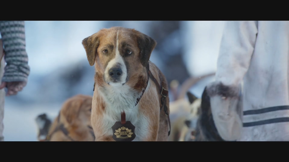 领头犬拉雪橇的电影图片