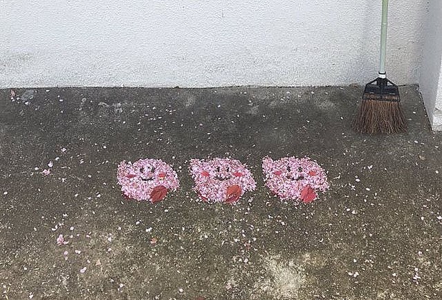 落樱缤纷！岛国教师扫樱花花瓣扫出粉色卡比引赞热议
