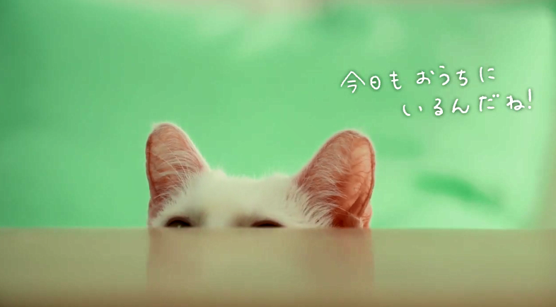 超可爱！《想哭的我戴上了猫的面具》推出真猫版宣传片