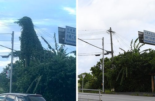 岛国冲绳惊现现实版“哥斯拉”！经工作人员努力终于被消灭