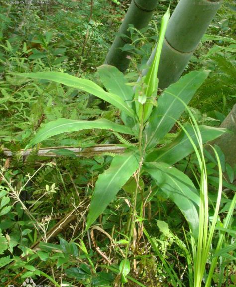 《蛊婆》药品介绍-嘉草
