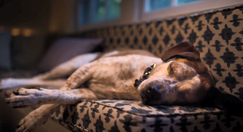 微软2020圣诞宣传片“狗的美梦”：狗也能在梦中体验游戏的快乐