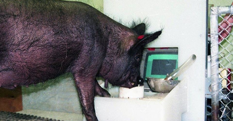 研究了局隐示：猪可以教会玩电子游戏