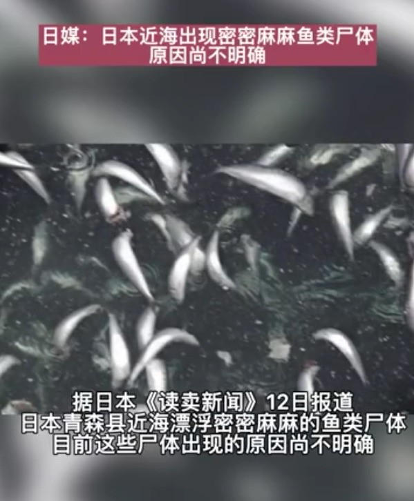 日本近海出现密密麻麻鱼类尸体：原因尚不明确
