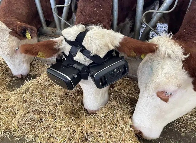 土耳其养殖户给奶牛戴上VR眼镜 产奶量竟大幅增加