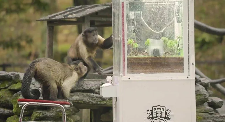 趣味测试 给猴子们展示抓娃娃机的操作后的效果