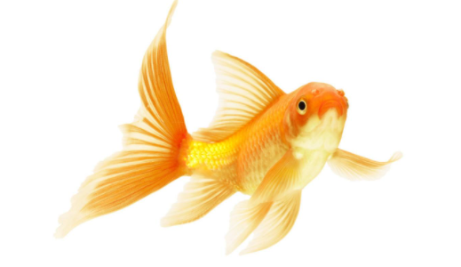 虚拟偶像主播《宝可梦 晶钻》使用金色鲤鱼王干翻四天王 光钓鱼花费一个月