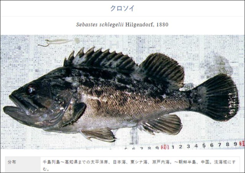 日本暂停福岛海域一种海鱼销售：辐射超标13倍