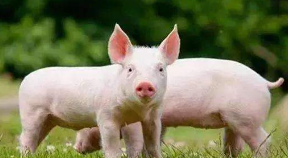 中国自研猪芯片量产 可预判小猪少大年夜后是出有是好种猪