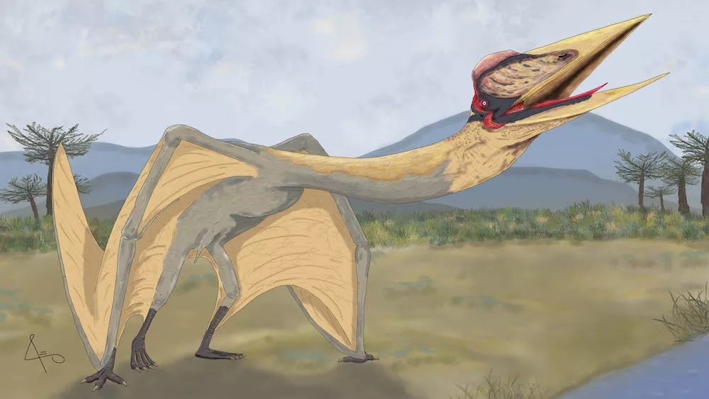 阿根廷出土“死神翼龙”化石：南美洲最大的翼龙