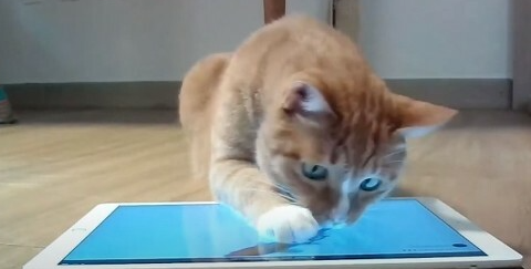 韩国研究团队开发猫咪游玩直播系统 逗猫还可打赏