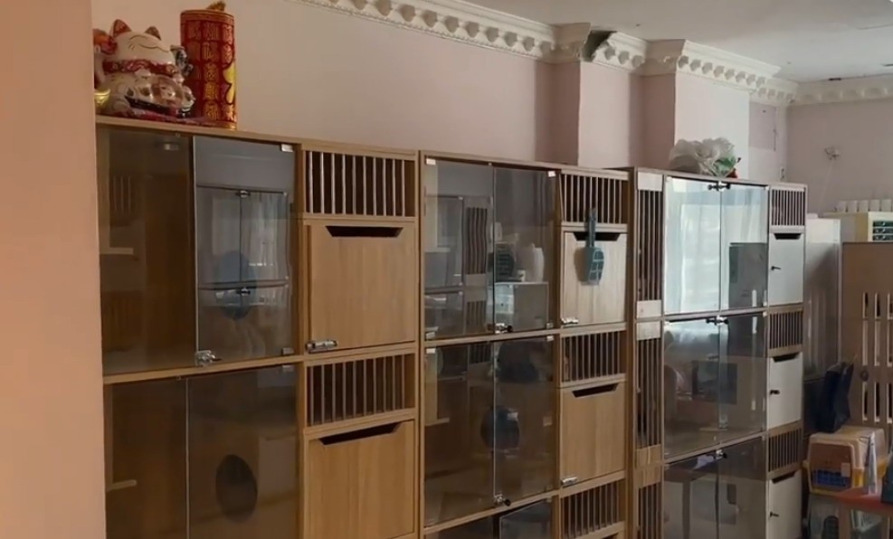 北京春节宠物寄养高达4999元一晚 堪比五星级酒店