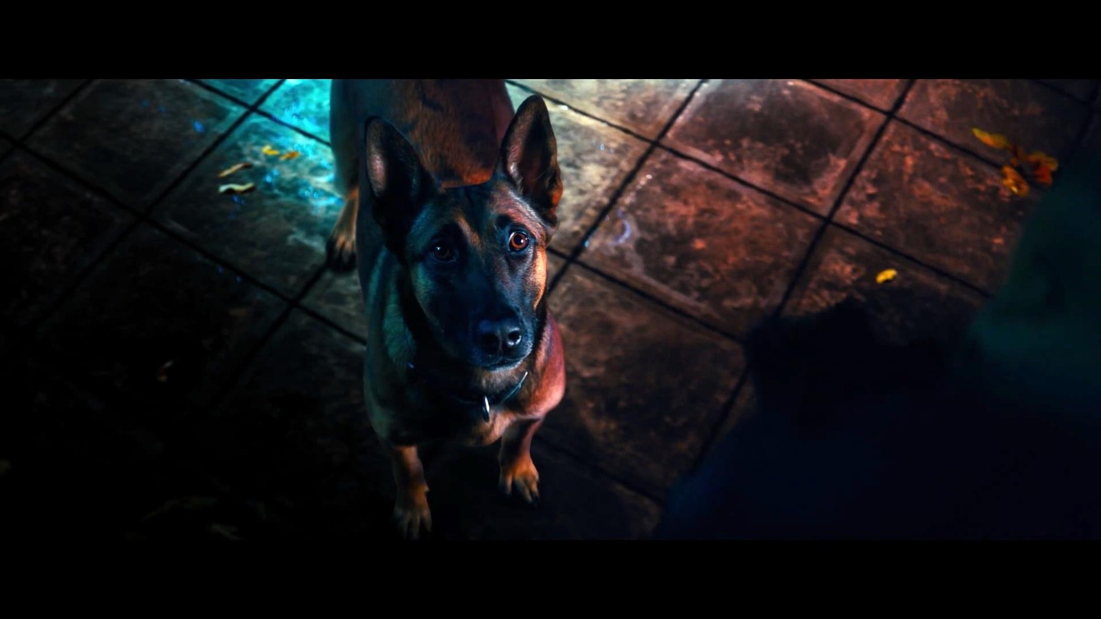 《疾速追杀4》终极中文预告发布 基努有新狗了