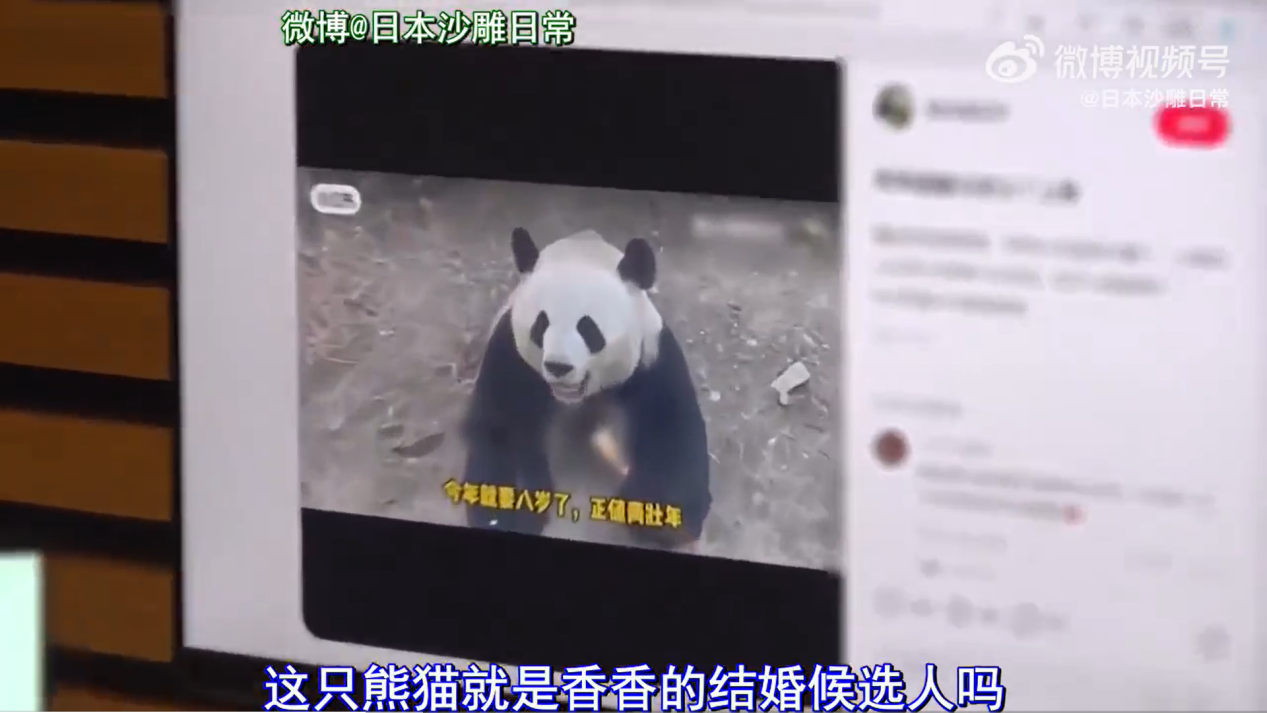 六万多人抢两千多个参观名额，日本人究竟有多喜欢大熊猫？