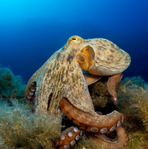 新研究表明章鱼与人脑共通点 同样具有高度认知力