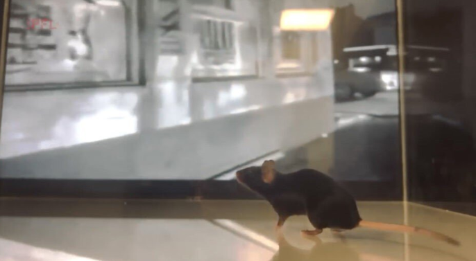 曲不俗了解动物念法 瑞士科教家经由过程AI借本老鼠看视频脑部举动