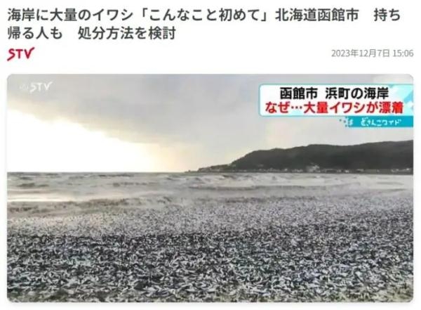 大批排核废水后！日本又一口岸泛起大批去世鱼 约有三、四十吨