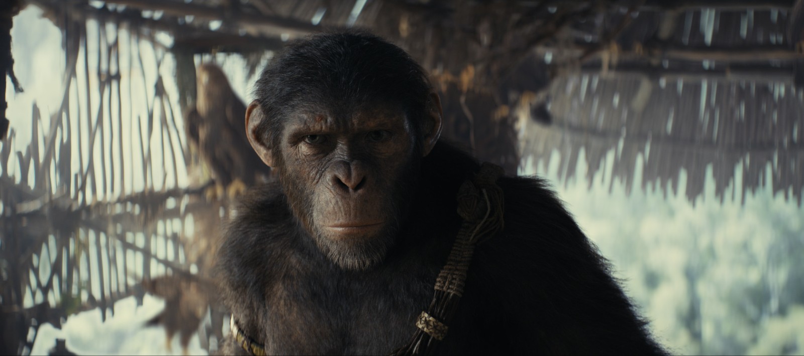 《猩球突起4》新剧照宣告 大猩猩好奇翻阅书籍