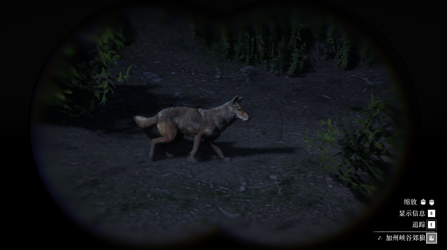 《荒野大镖客2》动物加州峡谷郊狼在哪里找