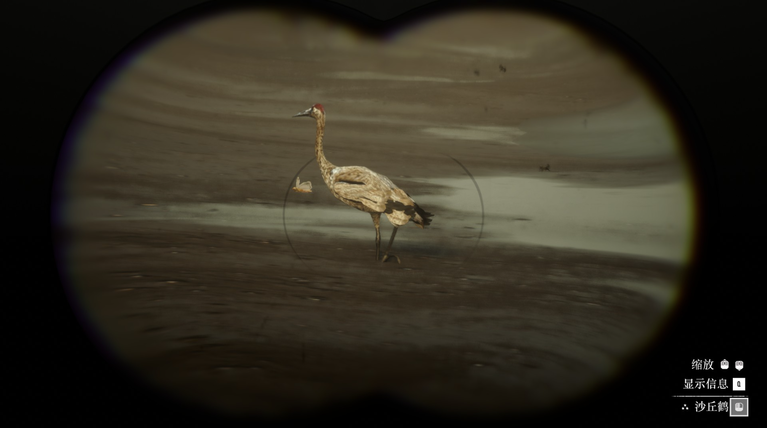 《荒野大镖客2》动物沙丘鹤在哪里找