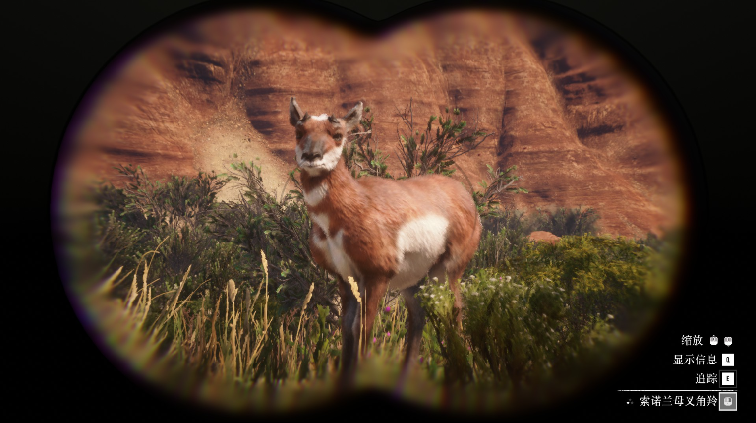 《荒野大镖客2》动物索诺兰母叉角羚在哪里找