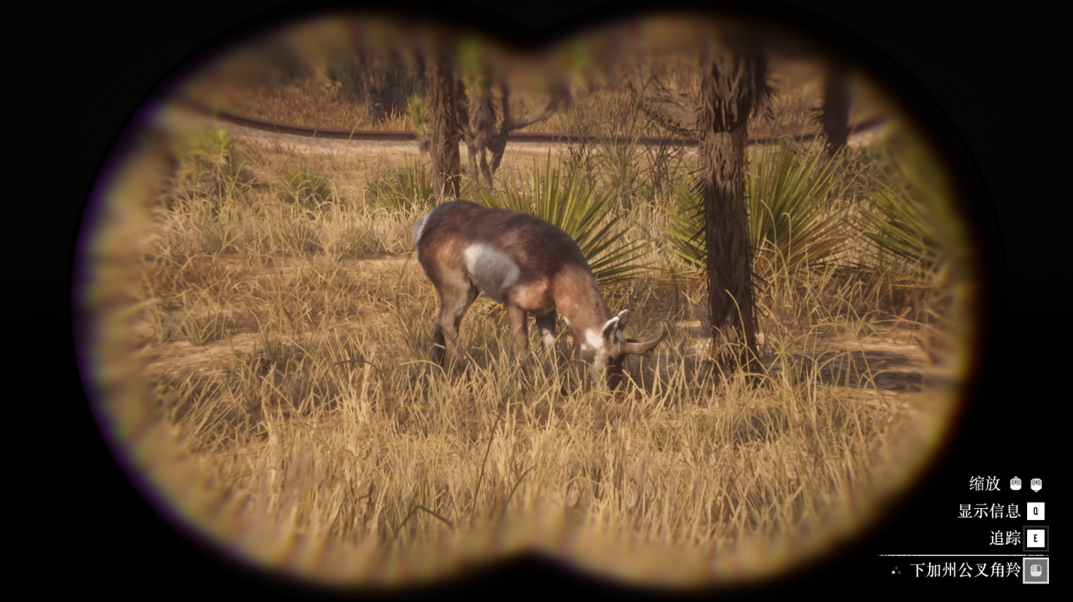 《荒野大镖客2》动物下加州公叉角羚在哪里找