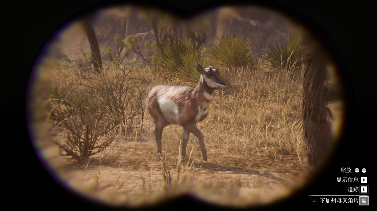 《荒野大镖客2》动物下加州母叉角羚在哪里找