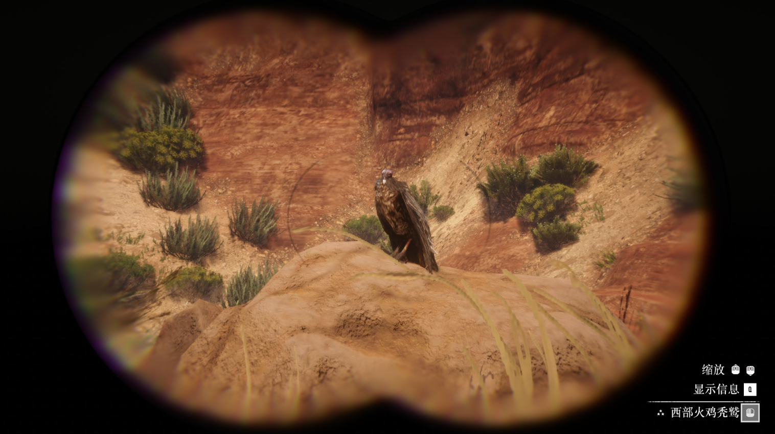 《荒野大镖客2》动物西部火鸡秃鹫在哪里找