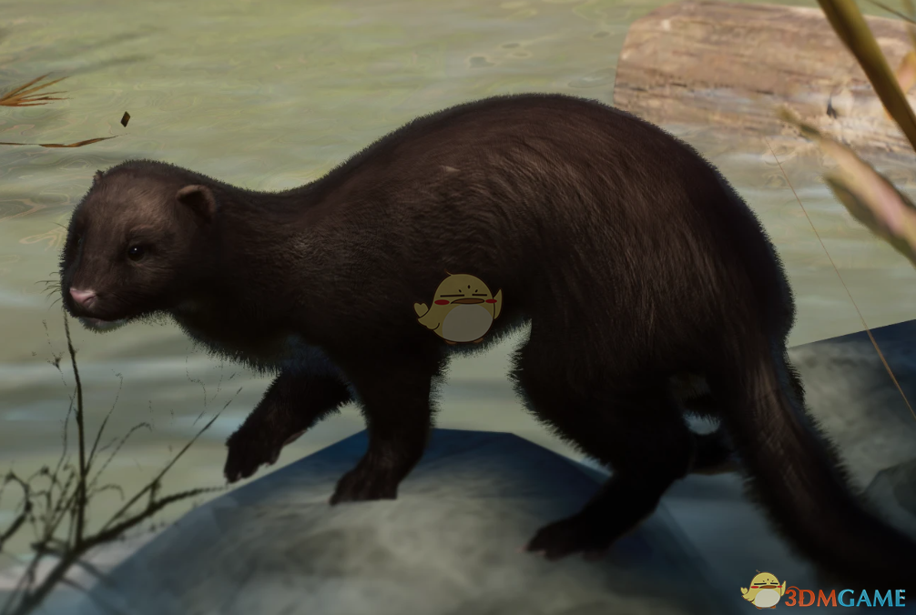 《动物园之星》新物种美洲水鼬MOD