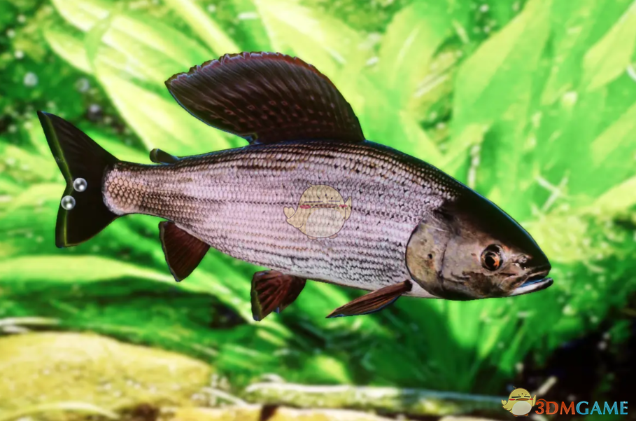 《动物园之星》新物种欧洲河鳟MOD