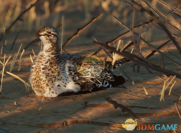 《动物园之星》新物种艾草松鸡MOD