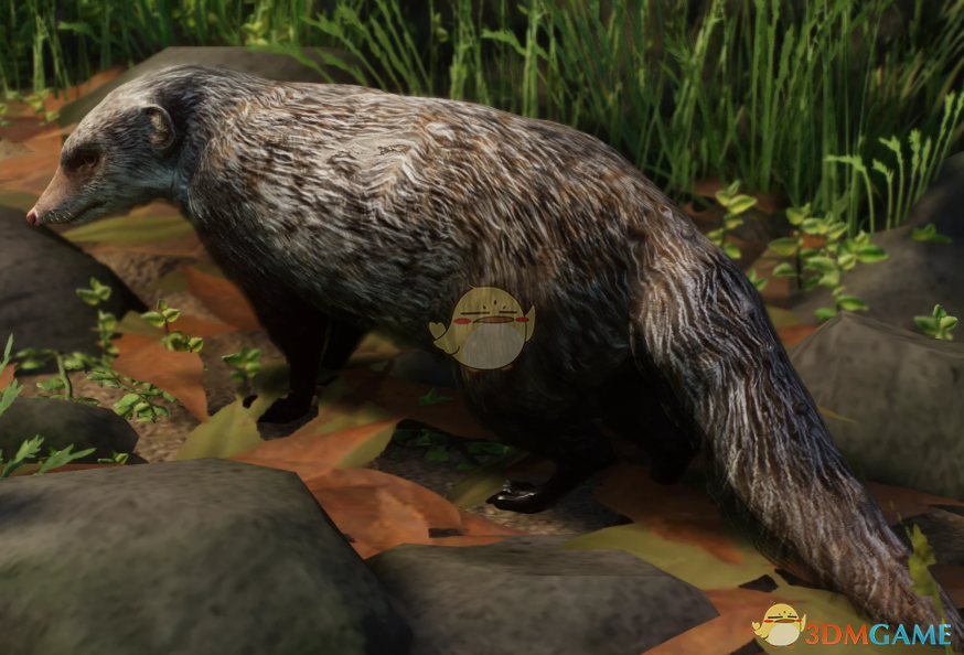 《动物园之星》新物种食蟹獴MOD