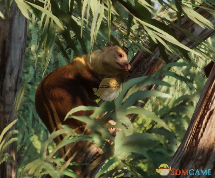《动物园之星》新物种金披凤树袋鼠MOD