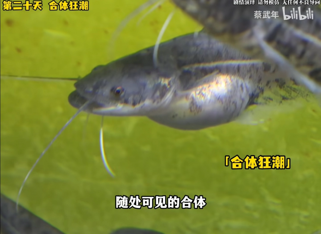 當(dāng)代最慘烈的修仙界血戰(zhàn)，在一個(gè)水產(chǎn)佬的魚缸里上演