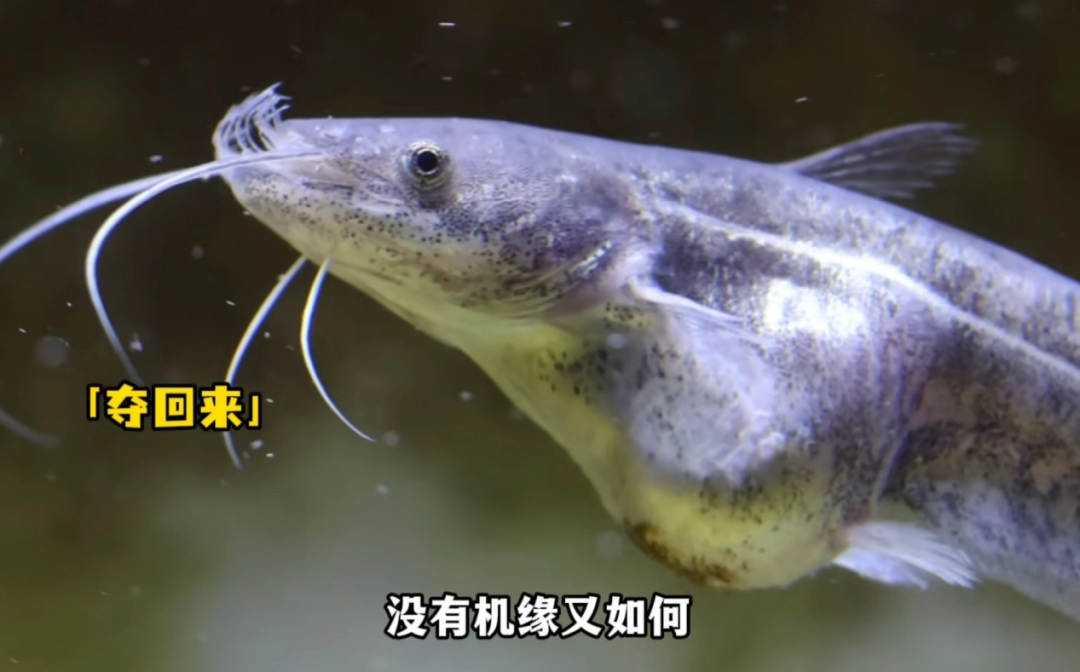 當(dāng)代最慘烈的修仙界血戰(zhàn)，在一個(gè)水產(chǎn)佬的魚缸里上演