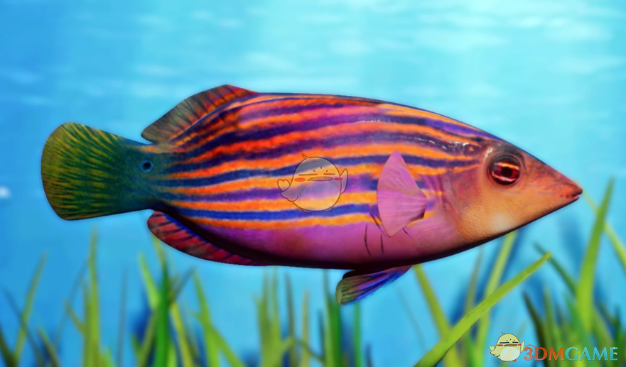 《动物园之星》新物种六带拟唇鱼MOD