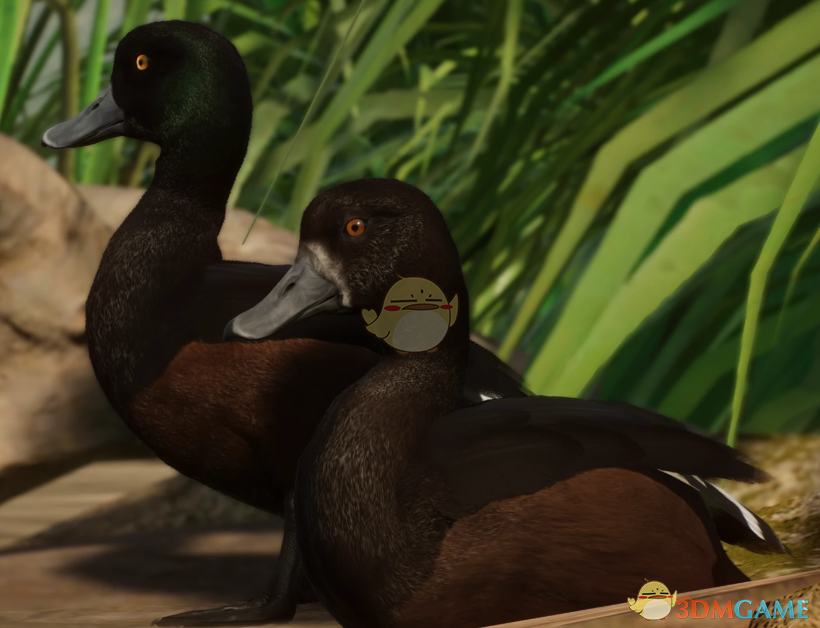 《动物园之星》新物种新西兰鸭MOD
