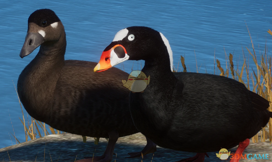 《动物园之星》新物种斑头海番鸭MOD