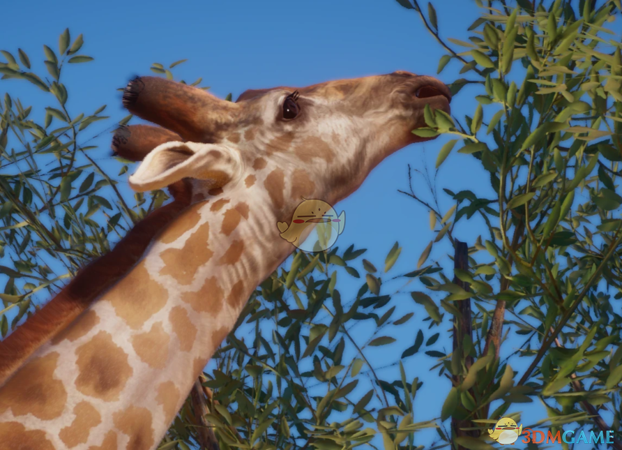 《动物园之星》新物种南非长颈鹿MOD