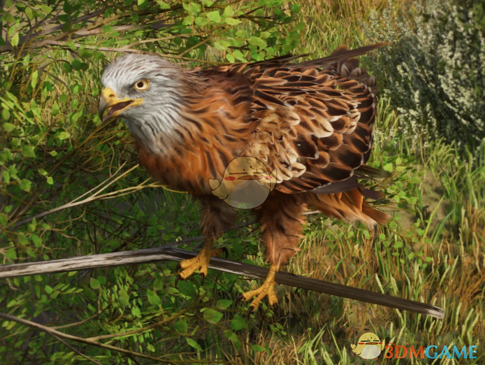 《动物园之星》新物种红鸢MOD