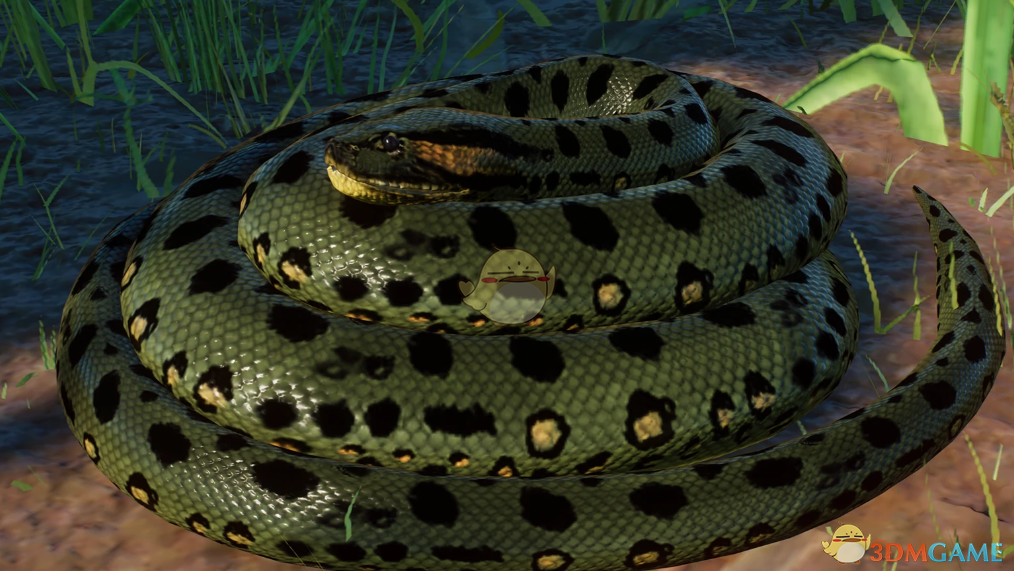 《动物园之星》新物种绿水蚺MOD