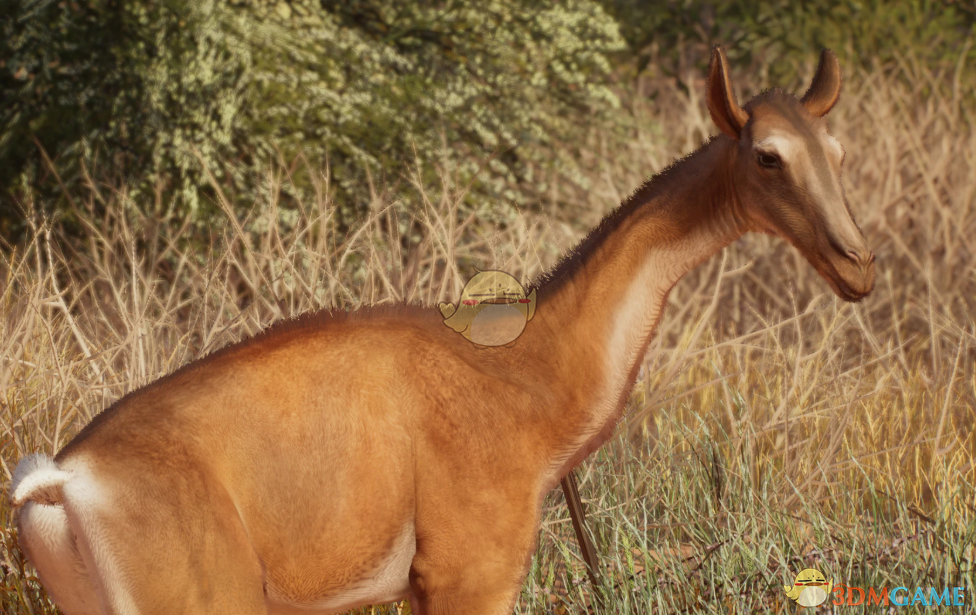 《动物园之星》新物种佛州鳄吻驼MOD