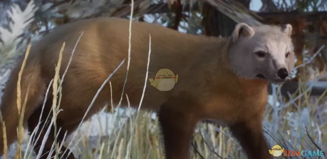 《动物园之星》新物种日本貂MOD