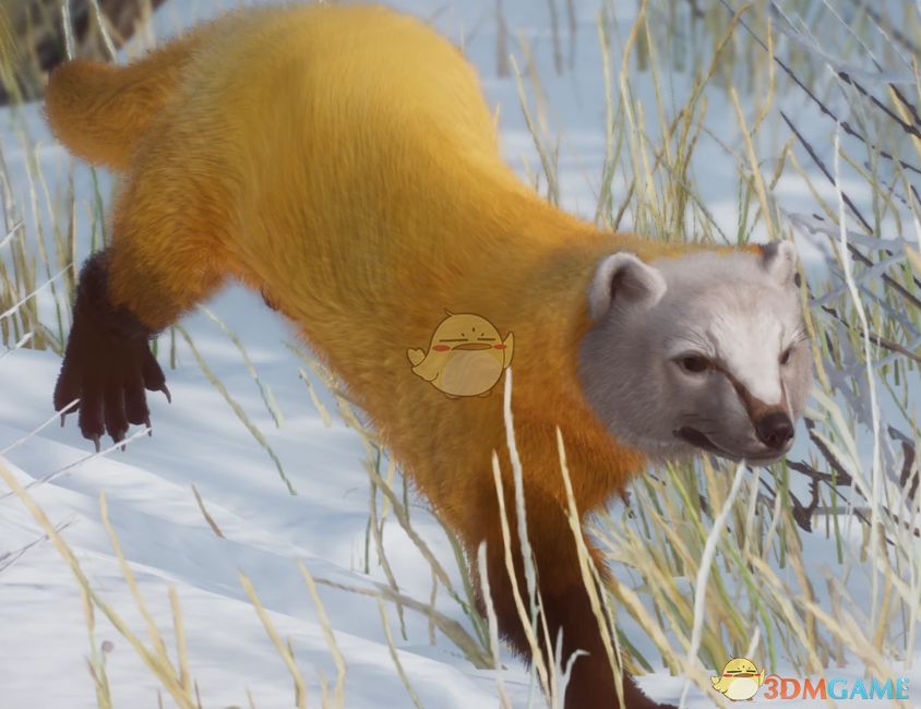 《动物园之星》新物种日本貂MOD