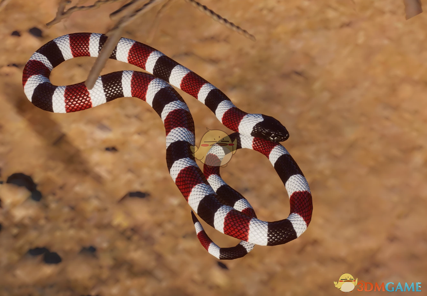 《动物园之星》新物种得克萨斯珊瑚蛇MOD