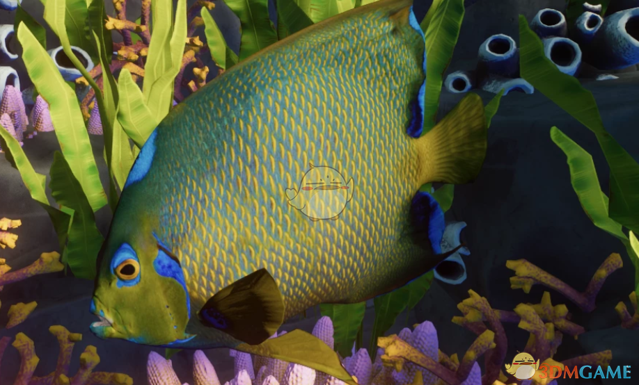 《动物园之星》新物种额斑刺蝶鱼MOD