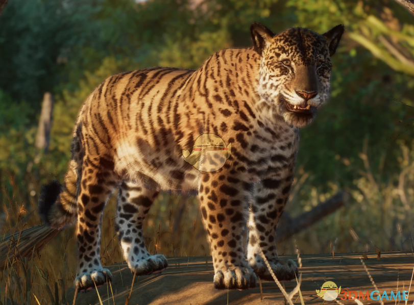 《动物园之星》新物种欧美洲豹MOD