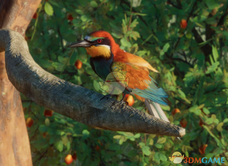 《动物园之星》新物种黄喉蜂虎MOD