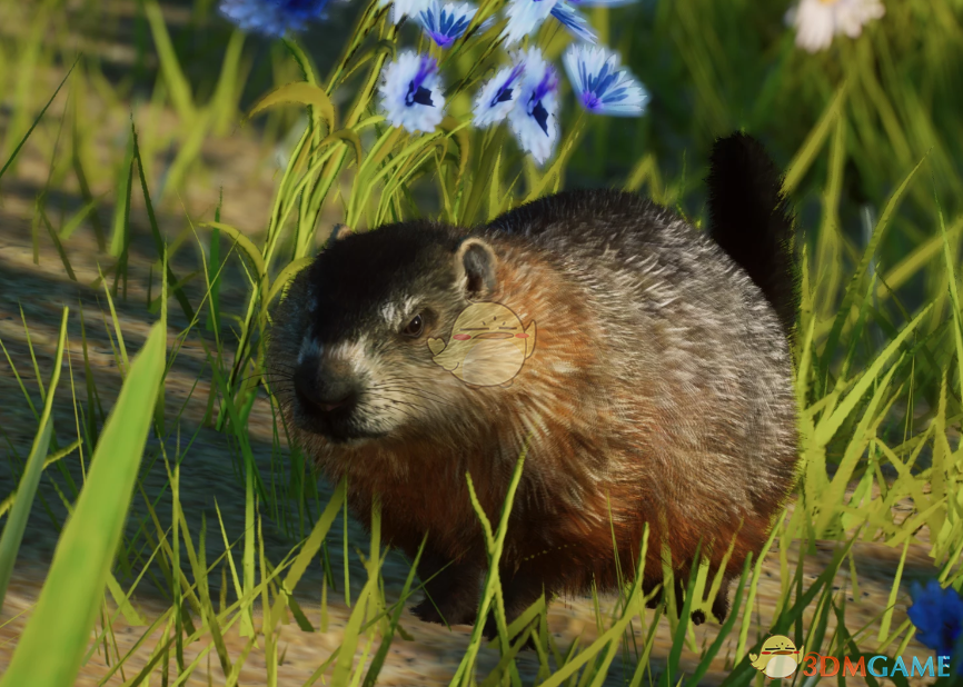 《动物园之星》新物种旱獭MOD